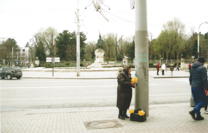 daffodils in chișinău