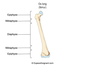 Mythe #2 Soulever des poids stop la croissance