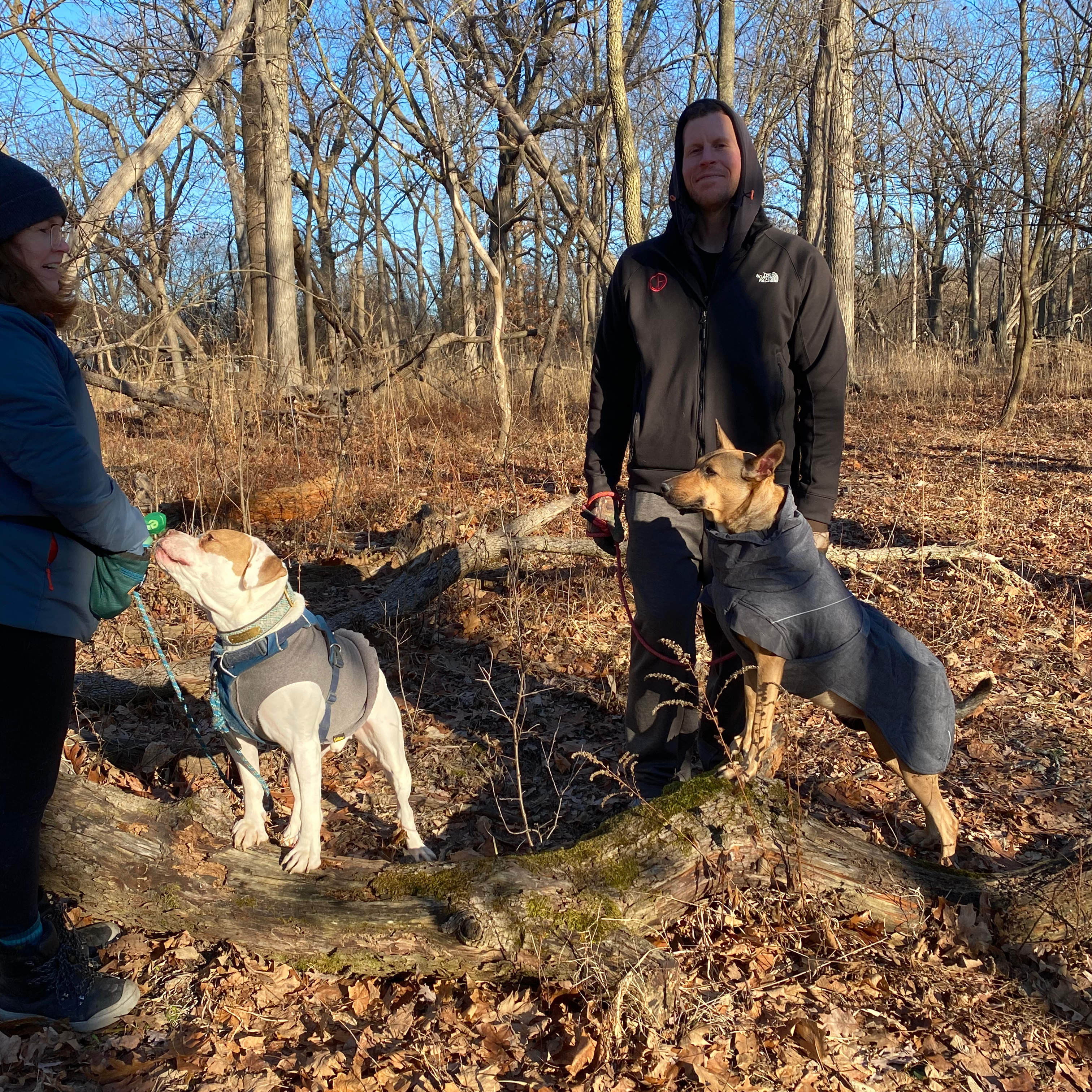 two dogs posing in the woods