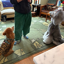 two poodles sit calmly