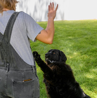 Cori and newfoundland dog waving at each other