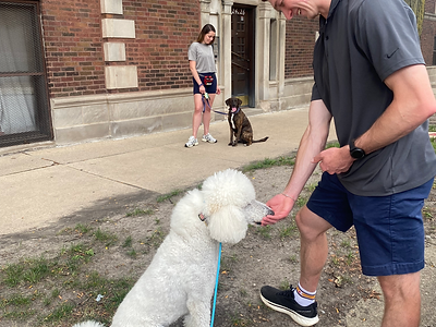 a poodle eating a treat near another dog