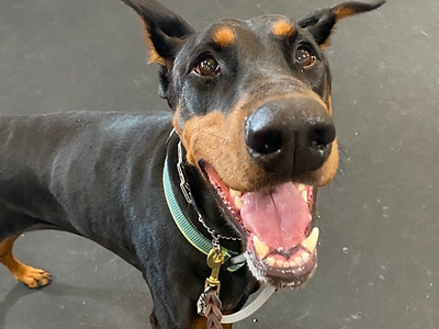 a smiling doberman