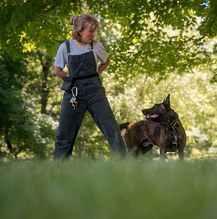dutch shepherd turning to look at Cori