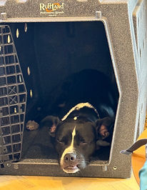 dog sleeping in a crate with the door open