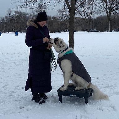 Human feeds dog for sitting on a platform, outdoors with snow on the ground