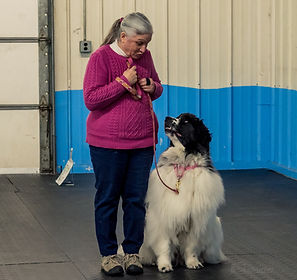landseer newfoundland dog rally-obedience class