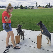 two dogs perch on platforms doing tricks