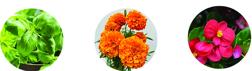 flower photos_edited.png