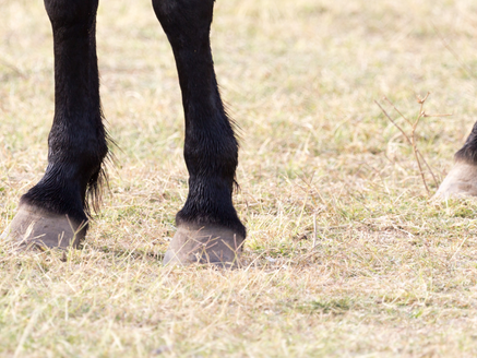 Laminitis - cause and management