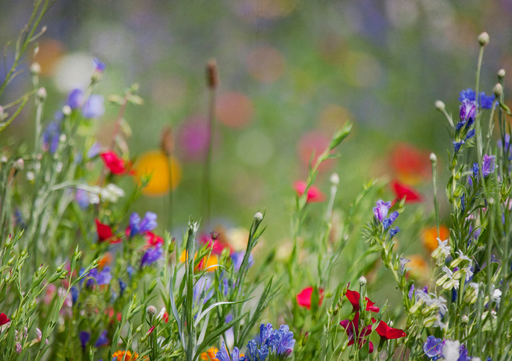 Colorful wildflowers and tall grass in a soft-focus meadow, with red, blue, and purple blooms against a blurred green background.