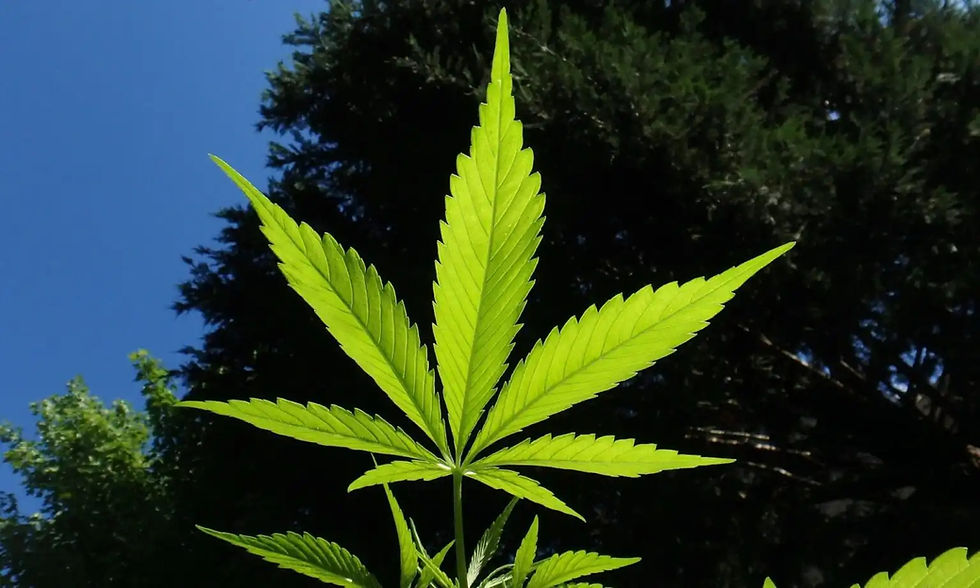 Massachusetts Hits $10 Billion In Recreational Marijuana Sales As Vote On Ballot Measure To Roll Back Legalization Approaches