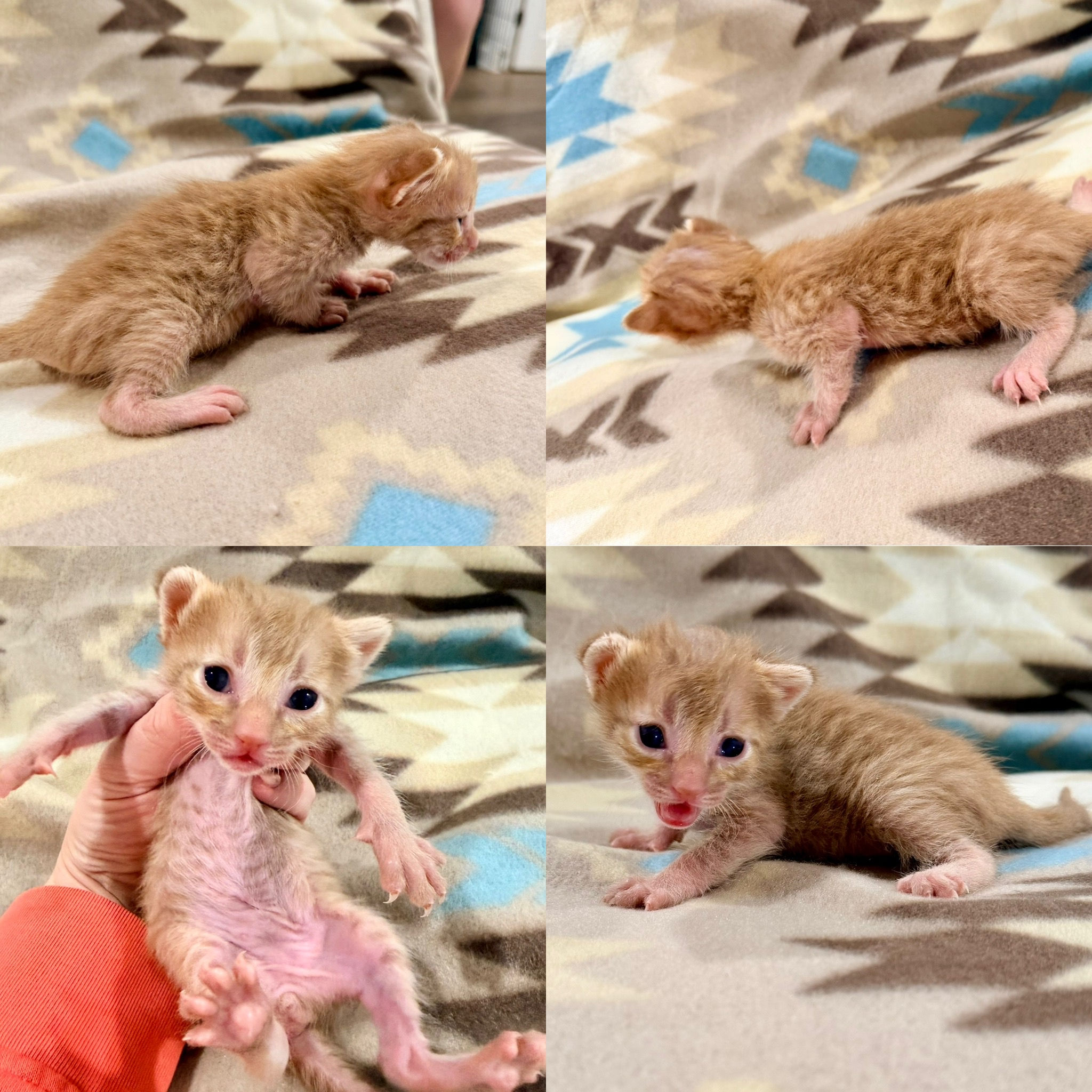 F4 SBT Female DOB: 01/18/2026