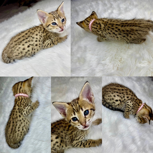 Savannah Exotic House Cat Exotic Wild Cat Breeds Exotic Hybrid