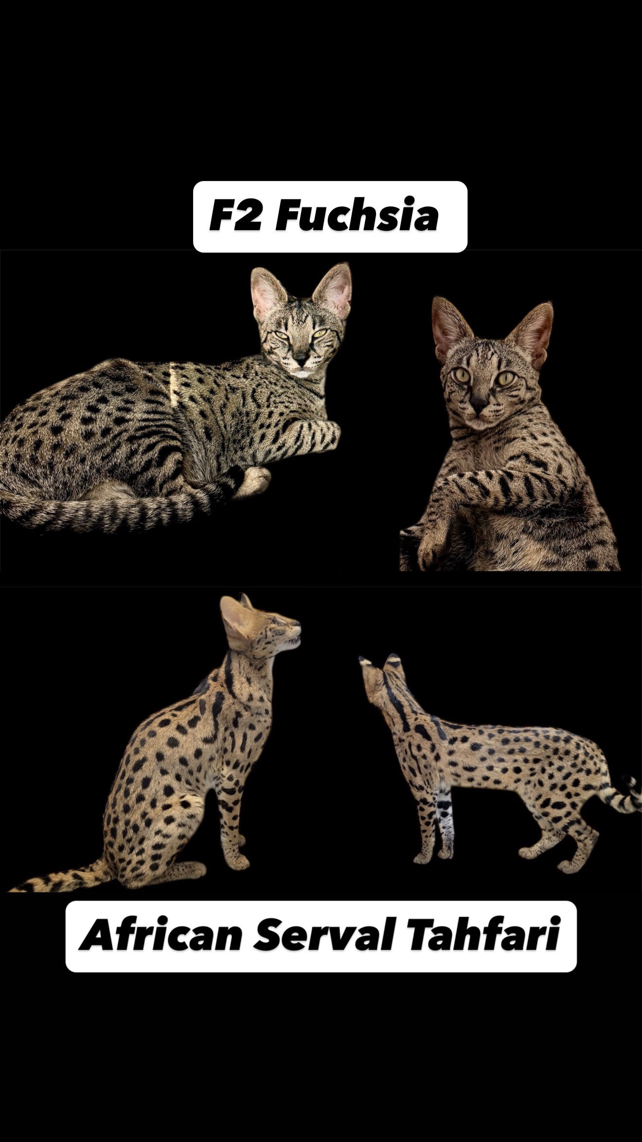 F1 Litter Expected Fuchsia x Tahfari 05/2026