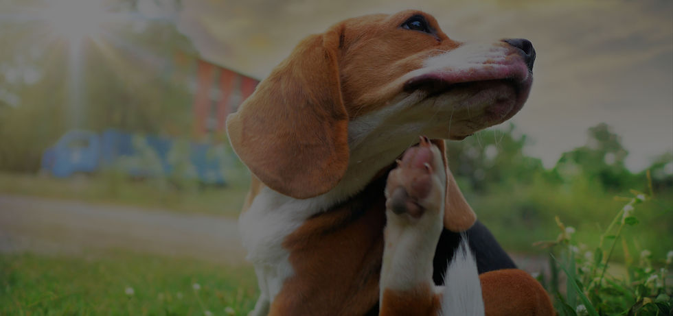 Banners cursos pagina inicial areã (2).jpg