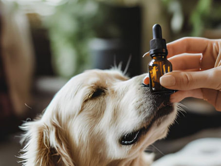 Aromaterapia em cães de abrigo: o que a ciência mostra sobre comportamento e bem-estar
