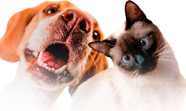 cachorro e gato.png