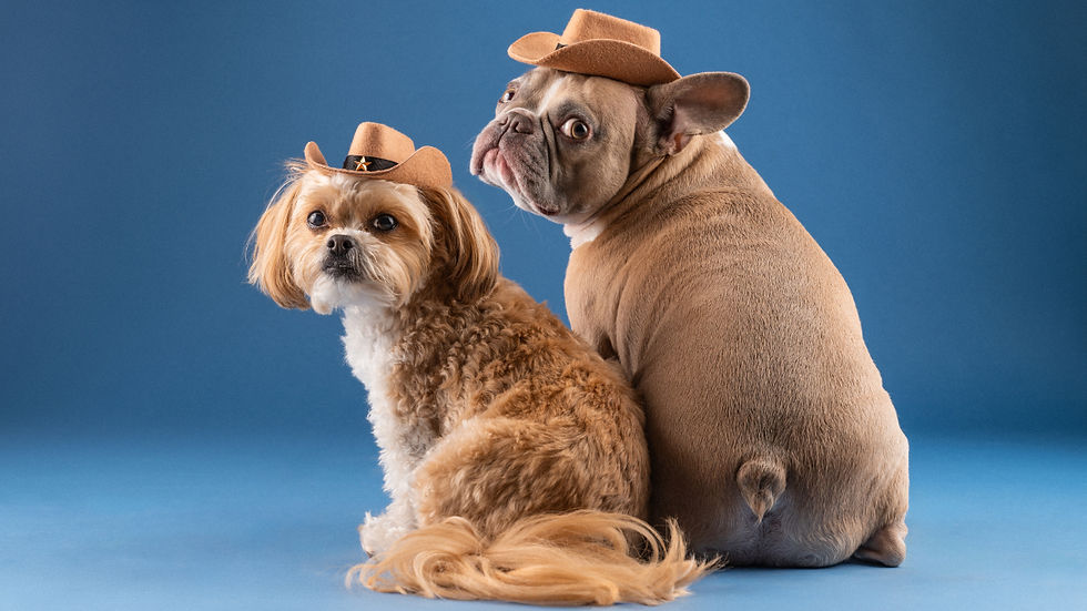 Two small dogs in cowboy hats pose looking over their shoulders