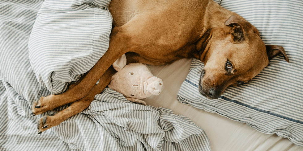 Dog Neuter Recovery: A Day-by-Day Timeline & Aftercare Guide