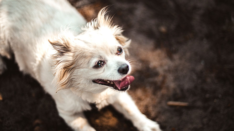 Small white fluffy dog panting