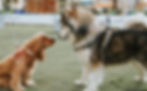 A big dog and a small dog face each other on a grassy lawn. 