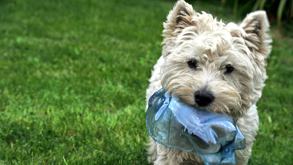 White fluffy dog holding a crumpled blue plastic bottle in its mouth