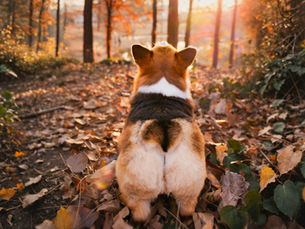 Corgi on a leaf-covered forest path at sunset