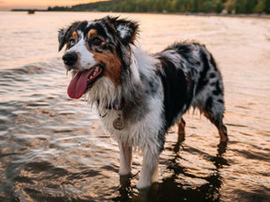 Aussie Shepherd on a beach 