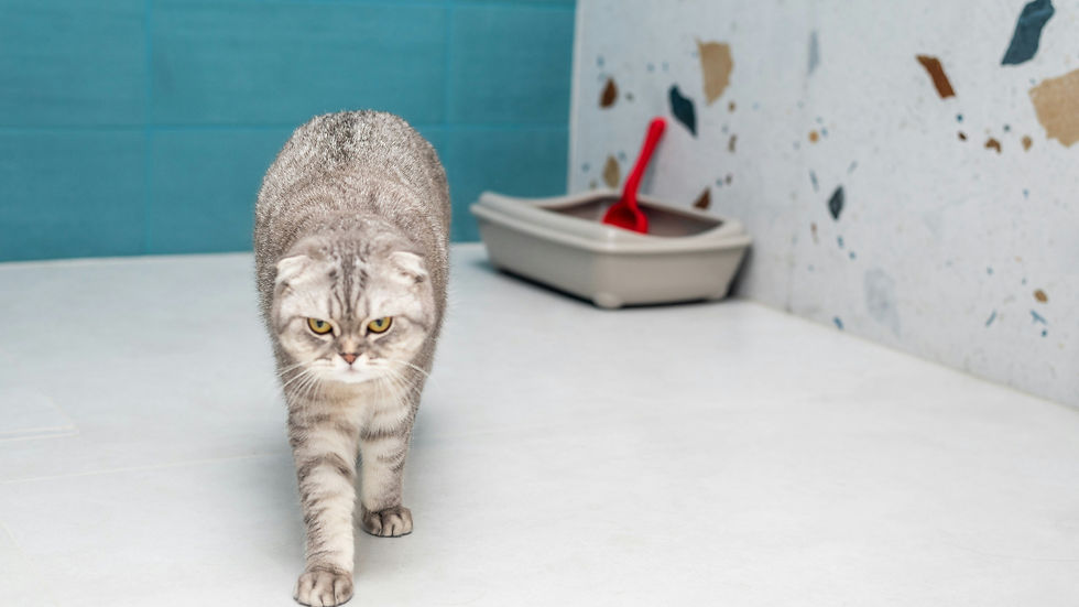 Gray tabby cat walks toward camera, with a litter box be