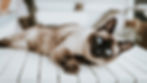 Small Siamese cat with blue eyes