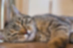 Tabby cat lying down, eyes half-closed, looking tired.