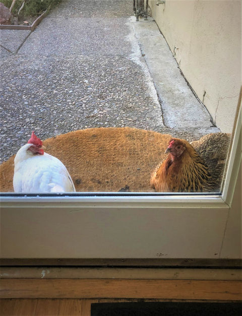 Orinda chicks, backdoor chickens