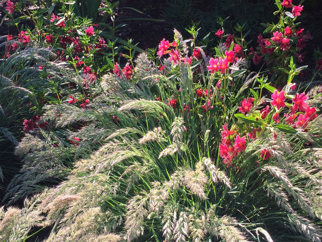 Calamagrostis foliosa Mendocino Reed Grass and California Red Buckwheat