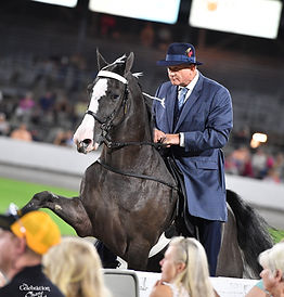 Leavonworth - A RESERVE WORLD CHAMPION at the TWH National Celebration! Sire: 3xWGC and HOF, Out On Parole! Dam pedigree includes HOF, Pride's Generator.Tennessee Walking Horse for sale in Piedmont Triad Davie County Central North Carolina | Carolina TWH Equine Farms, LLC located in NC | TN Walker horse for sale | TWHBEA registered