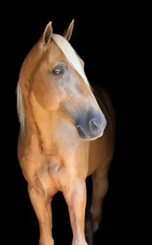 horse looking out of her spacious stall in the horse boarding barn in Advance, NC at Carolina TWH Eqine Farms in Davie County | Triad Piedmont area in North Carolina