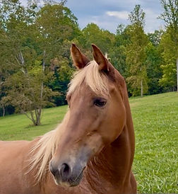 Tarheels Lady Charlene, Trained Tennessee Walking Horse for sale in Davie County North Car
