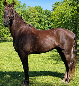 I'm Chanel - Tennessee Walking horse for sale _ TWH Pedigree includes Jose's Red Rock, Jose' Jose', and Gen's Black Gin _ Tennessee Walking Horse for sale in Piedmont Triad Davie County North Carolina _ Carolina TWH Equine Farms, LLC _ TN Walker horse for sale