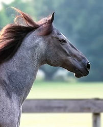 Gray Roam Tennessee Walking horse for sale in North Carolina