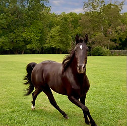 Here I Am 4G, Trained black Tennessee Walking Horse for sale in North Carolina from I Am J