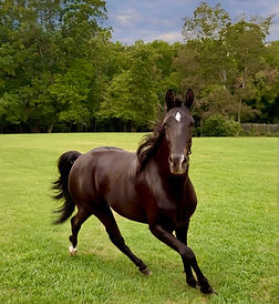 Here I Am 4G, Trained black Tennessee Walking Horse for sale in North Carolina from I Am J