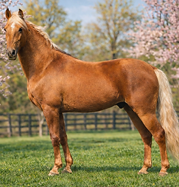 Jazz Tennessee Walking Horse gelding for sale in North Carolina