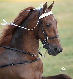 Red Ferrari - Tennessee Walking Horse for sale | TN walker horse for sale | Pedigree includes WGC, The Sky Command and WGC, The Coach. A trained red sorrel Tennessee Walking horse for sale in Piedmont Triad central North Carolina at Carolina TWH Equine Farms. A horse boarding stable in Davie County, NC | TWHBEA registered