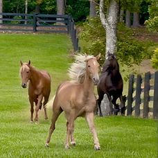 Tennessee Walking Horses for sale in Piedmont Triad Davie County North Carolina _ TWH