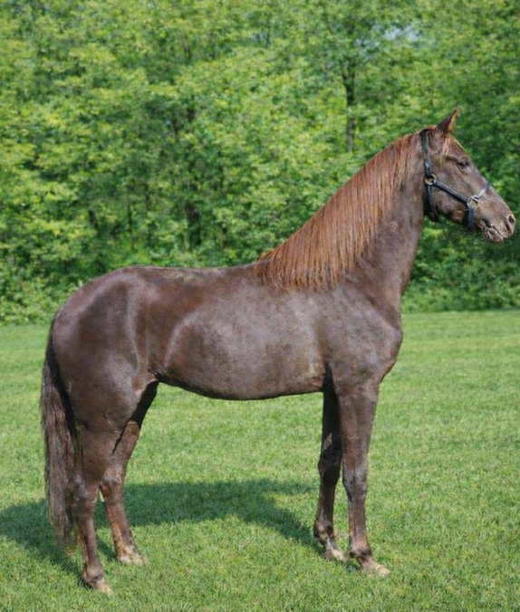 I'm Chanel - Tennessee Walking horse for sale | TWH Pedigree includes Jose's Red Rock, Jose' Jose', and Gen's Black Gin | Tennessee Walking Horse for sale in Piedmont Triad Davie County North Carolina | Carolina TWH Equine Farms, LLC | TN Walker horse for sale | TWHBEA registered horse for sale in central NC | Chanel | NCWHA | TN Walking horse for sale