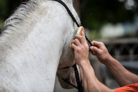 White Tennessee Walking Horse being groomed at the full horse boarding facility for the Piedmont Triad area in Davie County North Carolina.