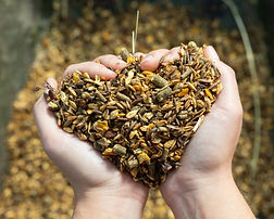 heart shaped handful of grain as part of the individualized feeding program included in the full-care horse boarding in Advance, NC at Carolina TWH Equine Farms in Davie County, horse boarding near Winston-Salem, NC