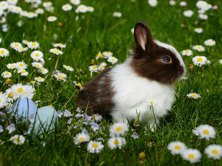 The Month of the Rabbit Begins