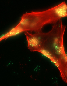 ×ª×ž×•× ×”19.png