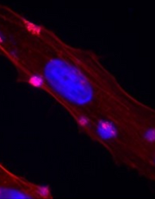 ×ª×ž×•× ×”14.png